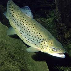 Salmon aquaculture research