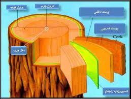 دانلود مقاله شناخت چوب