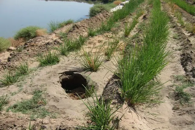 بررسی آلودگی آب، خاک و گیاهان به آرسنیک و شناسایی گیاهان مناسب برای پالایش