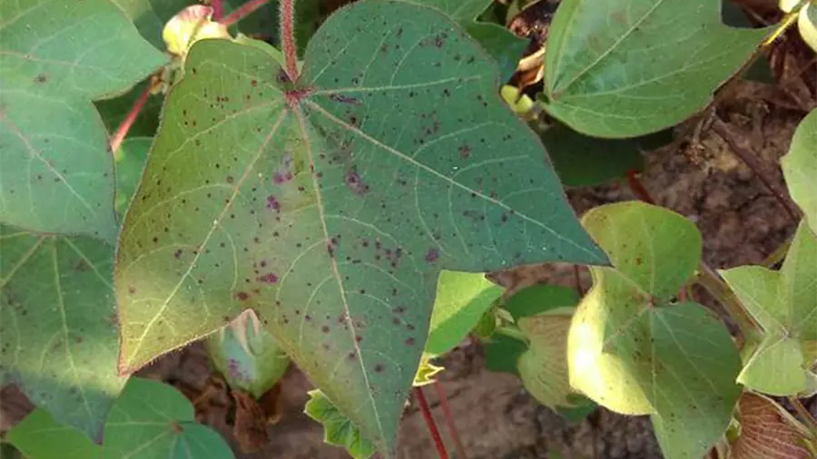 سوختگی باکتریایی پنبه