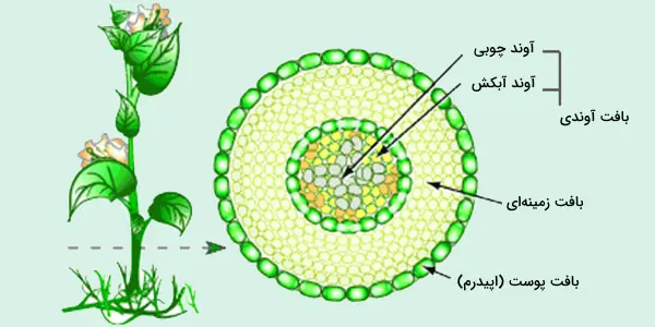 پاورپوینت آناتومی آوندها و بافت های گیاهی